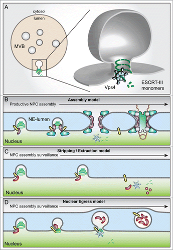 Figure 1. Models of ESCRT-III function. (A) The canonical membrane scission model of ESCRT-III at endosomes/MVBs. The ESCRT-III spiral (green) lines the neck of an intralumenal invagination (zoomed in view on right) of the endosomal membrane. Vps4 contributes to membrane scission and the formation of an intralumenal vesicle by disassembling the ESCRT-III filament into monomers. (B) A model of NPC assembly where ESCRT-III is recruited to an assembly site by binding to Heh2 (yellow) and the inner ring complex (purple). In this model, ESCRT-III contributes to the invagination of the INM, which would generate membrane curvature permissive for recognition and recruitment of the outer ring complex (blue), which would presumably stabilize the neck of the invagination, preventing membrane scission and promoting INM-ONM fusion. Other nups are recruited to make a functional transport channel. (C) The strip/extraction model of NPC assembly surveillance where defective NPC assembly intermediates (red) are stripped from the membrane through the action of the AAA-ATPase, Vps4. (D) The nuclear egress model of NPC assembly surveillance. Here, a defective nup protomer (red) inhibits further assembly. In this context, ESCRT-III promotes membrane invagination and scission to form an intralumenal vesicle that encapsulates the defective intermediate.