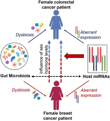 Figure 2 Occurrence of colorectal cancer in female breast cancer patients/survivors. Well-coordinated interaction between the gut microbiome and host miRNAs is maintained within the host, but dysbiosis of gut microbiota and aberrant expression of several host miRNAs can cause malignancies such as breast and colorectal cancers. Alternatively, female breast cancer patients and/or survivors show a possible risk of having colorectal cancer. Levels of endogenous and/or exogenous sex hormones and differential behavior of some common set of miRNAs cause colorectal cancer in females with a history of breast cancer.