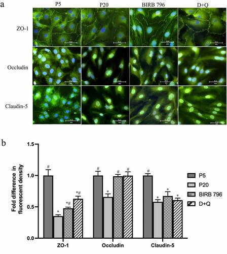 Figure 8. Senescence is associated with disruptions in tight junction protein localization and expression. Compared to young (p5) cells, the plasma membrane localization of ZO-1 is interrupted in senescent (p20) human BMECs which was somewhat prevented by treatments with senomorphic BIRB-796, a p38MAPK inhibitor or a cocktail of senolytics (dasatinib+quercetin, D + Q) (a). Unlike ZO-1, both occludin and claudin-5 appear to localize to cytosol and nuclei and treatments with either agent did not greatly influence their subcellular localization (a). Senescence reduced the abundance of all three proteins in BMEC. Treatments with BIRB-796 and D + Q returned the level of occludin to those seen in p5 cells. They somewhat improved the level of ZO-1 but failed to alter that of claudin-5. Data are expressed as mean ± SEM from three independent experiments. Scale bars: 50 μm. All images were captured using 40x magnification. *P < .05 compared to p5 BMECs. #P < .05 compared to p20 BMECs.