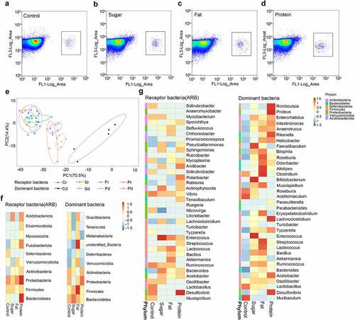 Figure 3. The distribution of receptor species in different diet groups. Flow cytometry was used to select receptor bacteria with green fluorescence, and positive bacteria were collected in a small square frame (a–d). PCA of receptor bacteria (diet-r) and dominant bacteria (diet-d) for the four dietary groups analyzed by unweighted UniFrac distance (e). Top 10 species distribution heatmap at the phylum level for receptor bacteria and dominant bacteria in each diet group (f). Top 35 species distribution heatmap at the genus level for receptor bacteria and dominant bacteria in each diet group, different colors on the left of the heatmap indicate the phylum to which each genus belongs (g).