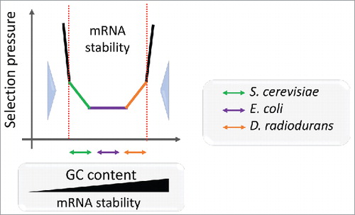 Figure 2. Schematic representation of the mRNA stability landscape depending on GC content and selective pressure. The GC content defines the mRNA stability range for each species. Double arrows depict correlations between mRNA folding energy and dS for S. cerevisiae (orange), E. coli (violet) and D. radiodurans (green) transcripts. Large blue arrows show selection pressure on mRNA stability.