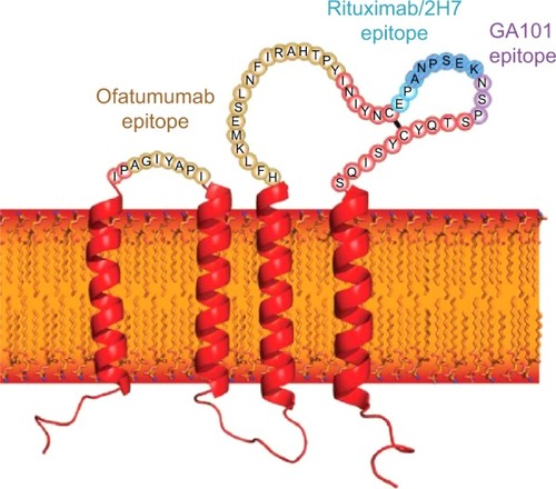 Figure 2 The structure and topology of CD20 and the epitopes recognized by rituximab, ofatumumab, and obinutuzumab.