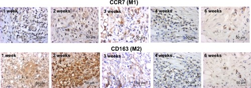 Figure 7 Macrophage cell responses to PS/gelatin at different time points postsurgery (black arrows: positive cells).Abbreviation: PS, polystyrene.