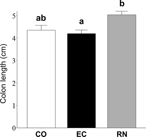 Figure 4. Preventive effect of RNase A-treated EC-12 on DSS-induced colon shortening in mice. After 8-day DSS administration, all mice were killed for dissection. The abdomen of mice was incised, and their full colon removed and measured. CO: medium (negative control); EC: untreated E. faecalis EC-12, RN: RNase A-treated EC-12. Columns with different letters are significantly different (P < 0.05). n = 5. Mean ± SE.