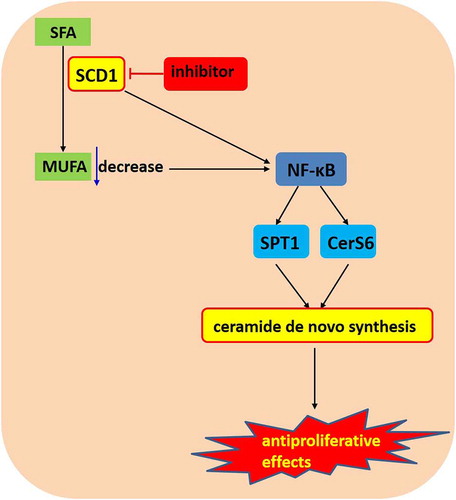 Figure 9. Signaling pathway and interactions downstream of SCD1 inhibitor treatment 20 in Colo205 cells