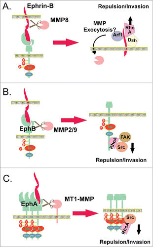 Figure 3. MMPs in Eph and/or ephrin shedding. (A) Ephrin-B1 ectodomain cleavage by MMP8, which is enhanced upon interaction with the EphB2 receptor.Citation99,100 Stimulation of ephrin-B1 by EphB2 activates the Arf1 GTPase, a critical regulator of membrane trafficking, most likely increasing the exocytosis of MMP8. The ephrin-B1 C-terminus also activates RhoA by binding to the adapter protein Dishevelled (Dsh), facilitating cell-cell repulsion and invasion. (B) Ephrin-B1-induced EphB2 receptor activation and its cleavage by MMP 2/9 cause RhoA activity via recruitment and subsequent activation of FAK, regulating growth cone withdrawal and collapse.Citation103 (C) Clusters of overexpressed EphA2 recruit MT1-MMP via its non-catalytic domains, mediating cleavage of EphA2 in cis at the fibronectin repeat type-III domain, stimulated by binding to ephrin-A1, and activating Src/Rho-mediated invasion.Citation107