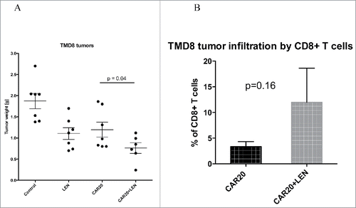 Figure 5. LEN enhances antitumor response in vivo to TMD8 DLBCL cells. NSG mice were transplanted SCl with 5 million DLBCL ABC cells TMD8 and then received two doses of 5 million. CAR20 T cells followed with daily IP injection of 10 Mg of LEN, 14 d later mice were sacrificed and the tumors were excised and weighted (A). In panel B we shown the infiltration of tumors by CD8+ T cells which was determined by flow cytometry in cell suspension prepared from excised tumors. This experiment was performed twice with similar results.