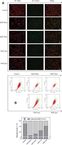 Figure 5 Mitochondrial membrane potential (Δψm) changes of HK-2 cells after injury by HAP with different sizes. (A) Qualitative observation of the changes in Δψm under fluorescence microscope; (B) Scatter plot of Δψm detected by flow cytometry; (C) Histogram for quantitative determination of aggregation degree of JC-1 in mitochondria, JC-1 monomers represent decreased Δψm. Crystal concentration: 250 μg/mL; treatment time: 24 h. Scale bars: 50 μm (200x).