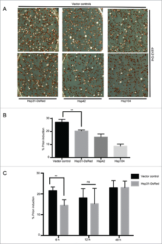 FIGURE 2. Hsp31 transiently inhibits Sup35 prion induction. (A) To induce prion formation, a GAL-driven vector expressing PrD-Sup35-EYFP was expressed in the [psi− PIN+] strain containing the ade1-14 nonsense mutation. Constitutive expression of Hsp31 was driven by the GPD promoter and [PSI+] formation was scored by quantifying white color colonies on ¼ YPD plates. Top panel represents the vector controls for the expression plasmids in the bottom panel where Hsp31-DsRed, Hsp42 and Hsp104 were overexpressed. (B) PrD-Sup35-EYFP was expressed for 6 h to transiently induce prion formation. Hsp31 overexpression decreased the prion induction level. Only one vector control is shown because other vectors had similar levels of prion induction. Error bars represent ±SEM (** unpaired Student's t-test; p ≤ 0.001, n = 3). (C) Time course of prion formation by pAG424-GAL-PrD-Sup35-EYFP with varied expression times in the presence of GPD-Hsp31. Error bars represent mean ±SEM (** unpaired Student's t-test; p ≤ 0.001, n = 3) ns = not significant. All experiments in this figure were biological replicates.