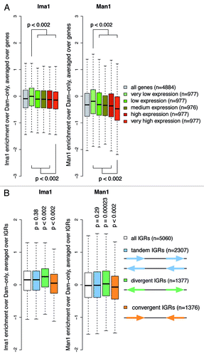 Figure 2. Peripheral genes show lower expression levels and point preferentially away from the nuclear envelope. (A) Average enrichments of Ima1 and Man1 over the body of genes with different expression levels, represented by boxplots. Only those genes for which expression data was available are displayed (4884 of 5027). p-values are calculated using Wilcoxon-Mann-Whitney tests comparing the distribution of one gene expression level to the distribution of all remaining genes. (B) Average enrichments of Ima1 and Man1 over intergenic regions (IGRs) of different orientations. P-values are calculated using Wilcoxon-Mann-Whitney tests comparing the distribution of one IGR orientation to the distribution of all remaining IGRs.