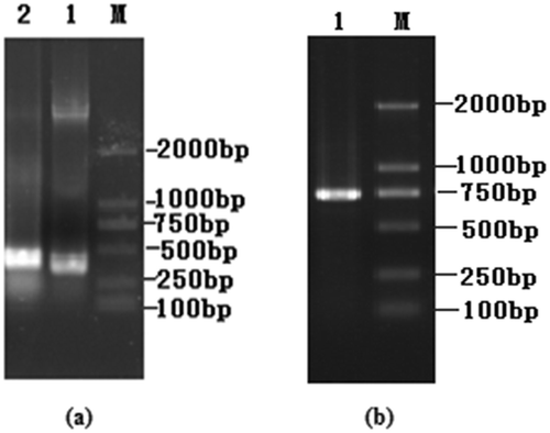 Figure 2. Cloning of the VH and VL chain genes and the scFv gene assembly. (a) Agarose gel electrophoresis of VH and VL genes of PFLX. Lane M, DL 2000 DNA marker; Lane 1, VL gene. Lane 2, VH gene. (b) Agarose gel electrophoresis of scFv of PFLX. Lane M, DL 2000 DNA marker; Lane 1, scFv gene.