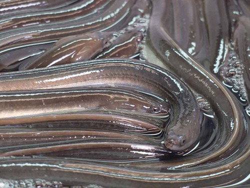 Figure 2. European Eel.jpg