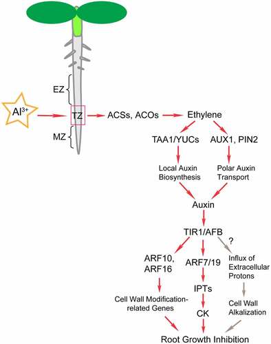 Figure 2. Schematic representation of ethylene- and auxin-mediated regulation of root growth inhibition in response to Al stress. The proposed hormone signaling pathway under Al stress was based on recent research on plants.Citation8,Citation19,Citation20,Citation87,Citation108,Citation110,Citation111,Citation114,Citation115 The root tip is considered the main site that identifies Al toxicity. The transition zone (TZ) between the meristem and the elongation zone of the root apex is the most sensitive area for plants to perceive Al stress. Al stress induces auxin response in the root TZ, which is dependent on the ethylene signaling pathway. Al3+ was found to upregulate the expression of ACSs and ACOs and promote ethylene biosynthesis.Citation19 Ethylene promotes local auxin accumulation through TAA1- and YUCs-mediated local auxin biosynthesis.Citation8,Citation20,Citation110 In addition, ethylene promotes local auxin accumulation through AUX1- and PIN2-mediated polar auxin transport, resulting in root growth inhibition.Citation19,Citation108 ARF-mediated auxin signaling controls the Al-induced inhibition of root growth by regulating IPT-dependent cytokinin biosynthesis and cell wall modification-related genes.Citation8,Citation110,Citation111