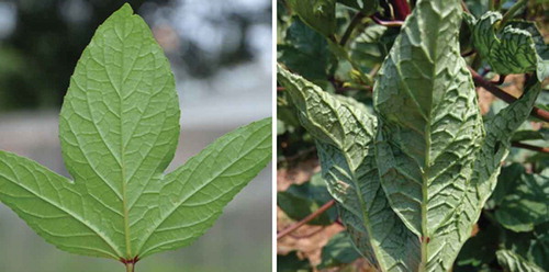 Fig. 1 (Colour online) Symptoms exhibited by Hibiscus sabdariffa from which Cotton leaf curl Multan virus (CLCuMuV) and its associated satellite Cotton leaf curl Multan betasatellite (CLCuMuB) were detected by PCR. (Left) healthy H. sabdariffa leaf; (right) diseased leaf.
