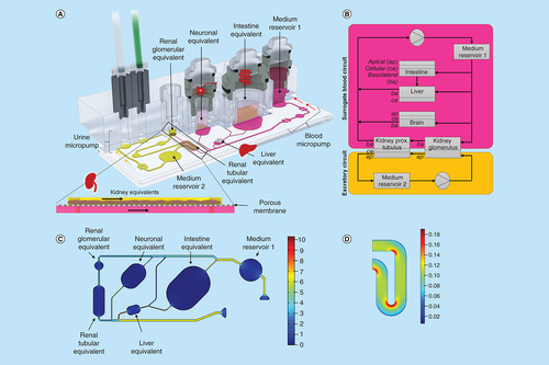 Figure 1. The microfluidic four-organ-chip at a glance.3D view of the four-organ-chip (A), physiologically inspired model of the four-organ-chip (B). Pink: surrogate blood circuit, yellow: excretory circuit. Calculated velocity distribution (mm/s) at a flow rate of 16.9 μl/min in the surrogate blood circuit (C). Distribution of the wall shear stress (Pa) in the tubular compartment of the excretory circuit at a mean shear stress of 0.1 Pa (D).