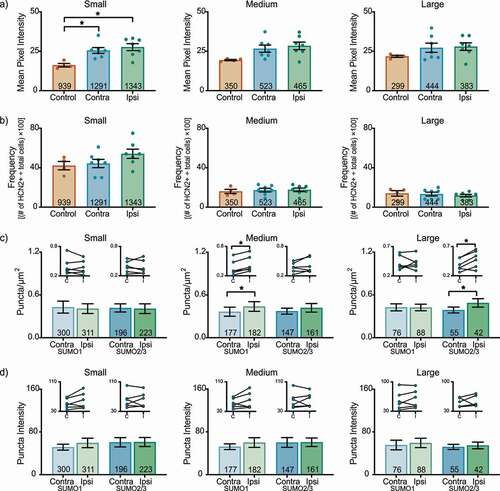 Figure 3. HCN2 protein expression and HCN2 SUMOylation are enhanced in the L6 DRG 1 day post-CFA. (a) HCN2 mean pixel intensity is elevated in small diameter neurons. Average mean pixel intensity ± SEM is shown for three size classes of DRG neurons (small: ≤ 30 µm; medium: 30–40 µm; large: > 40 µm). Each dot represents the mean for one animal. Note that data for left and right DRG from each control were combined, because paired t-tests indicated left and right DRG showed no significant differences. The total number of cells examined for all animals within the treatment group is indicated in the bar. Asterisks indicate significance, *p < 0.05. Small cells: one-way ANOVA with Tukey’s post-hoc F(2,15) = 7.422; p = 0.0060; medium cells: one-way ANOVA F(2,15) = 3.542; p = 0.055; large cells: one-way ANOVA F(2,15) = 1.338; p = 0.292. (b) The percent of HCN2 expressing cells is unaltered 1 day post-CFA. Plot of percent HCN2 positive cells for each size class (frequency = # HCN2 positive cells for that size class ÷ total cells number for all classes). Bars indicate mean ± SEM. Small cells: one-way ANOVA F(2,15) = 1.980; p = 0.173; medium cells: one-way ANOVA F(2,15) = 0.147; p = 0.865; large cells: one-way ANOVA F(2,15) = 0.365; p = 0.700. (c) The number of SUMOylated HCN2 channels increases in medium and large diameter neurons. The number of puncta/µm2 for HCN2 SUMO1 (light bars) and SUMO2/3 (dark bars) conjugation is shown for three size classes of DRG neurons (small: ≤ 30 µm; medium: 30–40 µm; large: > 40 µm). Bars indicate the mean ± SEM. Asterisks indicate significance, *p < 0.05. SUMO1; small: 0.408 ± 0.068 vs 0.429 ± 0.083, p = 0.574, paired t-test; medium: 0.438 ± 0.068 vs 0.365 ± 0.064, p = 0.031, Wilcoxon matched-pairs; large: 0.424 ± 0.046 vs 0.426 ± 0.049, p = 0.961, paired t-test; SUMO2/3; small: 0.407 ± 0.069 vs 0.418 ± 0.057, p = 0.752, paired t-test; medium: 0.419 ± 0.060 vs 0.372 ± 0.042, p = 0.189, paired t-test; large: 0.488 ± 0.059 vs 0.388 ± 0.042, p = 0.018, paired-test. Inset: compares the means for contralateral and ipsilateral DRG for each animal. (d) SUMOylated HCN2 Puncta Intensities are unaltered 1 day post-CFA. Plot of average puncta intensity ± SEM for each size class. SUMO1; small: 59.42 ± 8.867 vs 51.48 ± 5.557, p = 0.137, paired t-test; medium: 59.92 ± 9.085 vs 52.20 ± 5.315, p = 0.189, paired t-test; large: 59.39 ± 8.740 vs 55.49 ± 9.037, p = 0.316, paired t-test; SUMO2/3; small: 61.16 ± 8.501 vs 60.61 ± 8.770, p = 0.916, paired t-test; medium: 60.58 ± 8.002 vs 60.13 ± 9.115, p = 0.936, paired t-test; large: 54.74 ± 6.259 vs 51.96 ± 4.790, p = 0.655, paired t-test