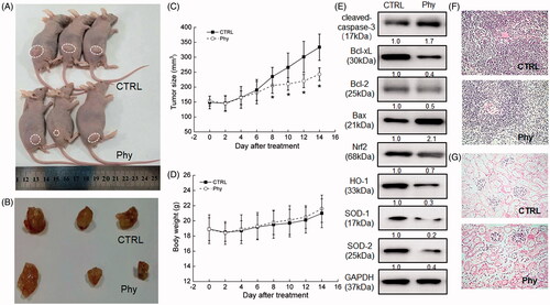 Figure 3. Phy suppressed MCF-7-xenograft tumour growth in BALB/c nude mice. MCF-7-xenograft BALB/c nude mice model were treated with Phy at 30 mg/kg every other day for 14 days. (A) Tumour-bearing nude mice. (B) Tumour tissue specimens. (C) Tumour sizes of MCF-7-xenografted nude mice in the control and Phy-treated groups. Tumour sizes are expressed as mean ± S.D. (n = 3). *p<0.05 versus control group. (D) Mean (± S.D.) body weight of the control and Phy-treated mice (n = 3). (E) Phy enhanced the expression levels of Bax and cleaved caspase-3, and reduced the expression levels of Bcl-2, Bcl-xL, Nrf2 and its downstream proteins. Quantitative protein expression data were normalised to the corresponding GAPDH levels, and the average fold changes in band intensity are marked (n = 3). Haematoxylin and eosin staining of liver (F) and spleen (G) tissues from nude mice.