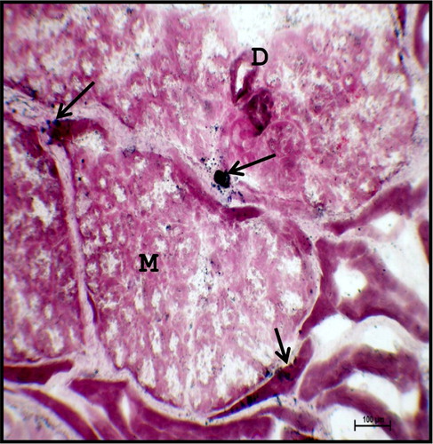 Figure 17. Photomicrograph of 40.5 cm CVRL (165th day) buffalo foetus showing presence of fine lipid droplets (arrows) in the interlobular spaces of mandibular gland. (M-mucous cell; D-duct). Sudan Black B method ×100.