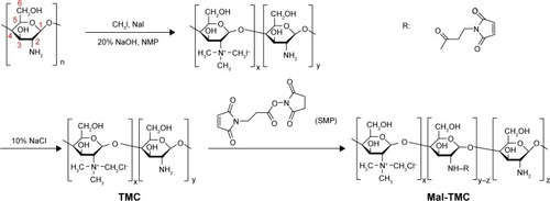 Figure 1 The synthesis routes of TMC and Mal-TMC.Note: R represents the maleimide group.Abbreviations: TMC, N-trimethylated chitosan; Mal-TMC, maleimide–TMC; SMP, N-Succinimidyl 3-maleimidopropionate.