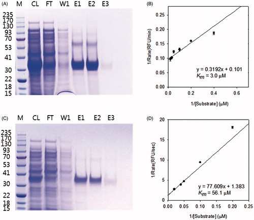 Figure 2. SDS-PAGE of purified MERS-CoV 3CLpro (A) and MERS-CoV PLpro (C); Lineweaver–Burk plots for the determination of Km values against the MERS-CoV 3CLpro (B) and MERS-CoV PLpro (D). (A, C) M, protein molecular-weight markers (kDa); CL, cell lysate; FT, flow-through; W1, 20 mM imidazole wash; E1, E2 and E3, 50, 100 and 200 mM imidazole elution. (B, D) The reaction was done at various substrate concentrations to obtain Km value of the enzyme. SigmaPlot was used to fit the kinetic data using Lineweaver–Burk double reciprocal plots.