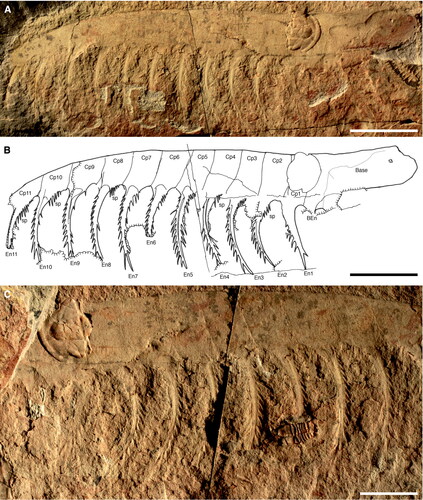 Figure 9. Echidnacaris briggsi (Nedin, Citation1995) comb. nov. SAMA P54876. Frontal appendage. A, B, P54876a, overview. Photograph and camera lucida drawing, respectively. C, P54876b, detail of counterpart, showing well-preserved endites (En2–8) with auxiliary spines in epirelief. Abbreviations: BEn, base endite; Cp1—Cp11, claw podomeres 1–11; En1–11, endites of claw podomeres 1–11; sp, spinules. Scale bars: A, B = 20 mm; C = 10 mm.