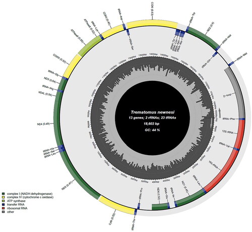 Figure 2. Circular gene map of the Trematomus newnesi mitochondrial genome using MitoFish (http://mitofish.aori.u-tokyo.ac.jp/annotation/input/).