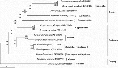 Figure 1. The phylogenetic relation between the wood-eating cockroach Cryptocercus species and the primitive termite M. darwiniensis as well as the interfamilial relations within Blattodea inferred from BI and ML analyses based on amino acid sequences derived from the 13 mitochondrial PCGs. Only the BI tree is shown. The numbers at the nodes indicate bootstrap values of BI (above diagonal) and ML (below diagonal).