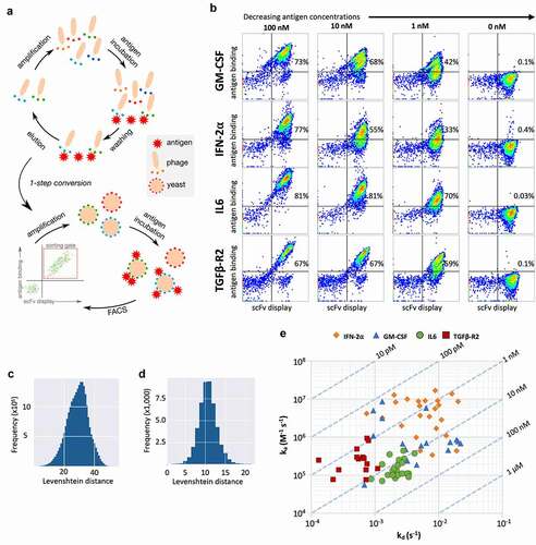 Figure 7. (a) Schematic representation of the selection process combining two rounds of phage display and yeast display. (b) Flow cytometry analysis of the final selected populations against each antigen at varying concentrations. Display is detected with anti-SV5 antibody labeled with PE and binding is detected with streptavidin labeled with alexa-633. (c) Levenshtein distance of merged CDRs between clones selected against GM-CSF. (d) Levenshtein distance of HCDR3 between clones selected against GM-CSF. (e) Surface plasmon resonance affinity plot for test clones from GM-CSF, IFN-2⍺, IL6 and TGFβ-R2. The diagonal lines (isoaffinity) represent the affinity (KD) of the antibodies, x-axis show dissociation constant (kd) and y-axis shows association constant (ka)