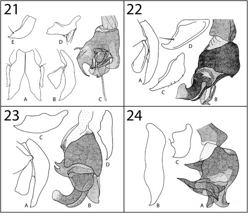 Figures 21–24. Genitalia. 21, Fanzidella erzulia Lehrer, Citation2013: A, cerci and surstyli, dorsal view; B, cercus and surstylus, lateral view; C, distiphallus, lateral view; D, pregonite, lateral view; E, postgonite, lateral view (after Lehrer Citation2013, p. 29, fig. 1). 22, Erwinlindneria (Mitumbana) kisangani (Curran, Citation1934): A, cerci and surstyli, lateral view; B, distiphallus, lateral view; C, pregonite, lateral view; D, postgonite, lateral view (after Lehrer Citation2003b, p. 325, fig. 123). 23, Erwinlindneria (Mitumbana) lubaia (Lehrer, Citation2005): A, cerci and surstyli, lateral view; B, distiphallus, lateral view; C, pregonite, lateral view; D, postgonite, lateral view (after Lehrer Citation2005, p. 30, fig. 14). 24, Erwinlindneria (Sarconimba) liberiphaga (Lehrer, Citation2005): A, distiphallus, lateral view; B, pregonite, lateral view; C, postgonite, lateral view (after Lehrer Citation2005, p. 45, fig. 22).