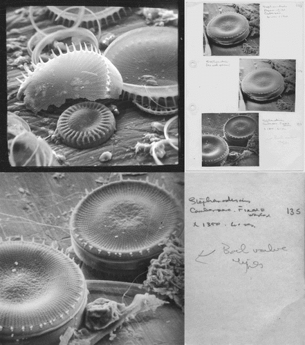 Figure 1—4. Archived scanning electron micrographs by F.E. Round (now in the Royal Botanic Garden Edinburgh). Fig. 1. Digitized image from negative #1 in Frank Round's collection, which was probably taken in late 1967 or early 1968. Fig. 2. A sheet of early SEM photographs of Stephanodiscus (printed photographs in Frank's collection are arranged by genus). Figs 3–4. Enlargements of Fig. 2, showing the micrograph (from negative 135) used as a frontispiece by Daniel Jackson (1968) and Frank's notes about the image, in his unmistakable handwriting (Fig. 4). The specimen came from Comber Mere in Cheshire, England (the information published by Jackson was incorrect).