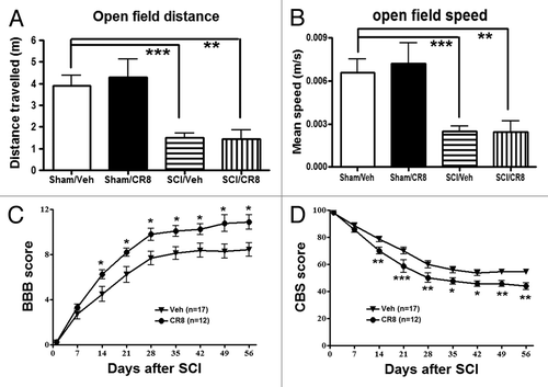 Figure 6. Determination of spontaneous locomotor activity and hind limb functions using the open-field test. (A and B) Traveled distance and speed. SCI resulted in a significant reduced distance traveled and walking speed compared with Sham/Vehicle rats. CR8 treatment did not improve spontaneous locomotor activity. **P < 0.01, ***P < 0.001, vs. SCI/Vehicle. n = 5 (Sham/CR8), 5 (Sham/Vehicle), 17 (SCI/Vehicle), and 19 (SCI/CR8). (C and D) Hind limb sensory-motor deficits were estimated in these rats on day 1 after injury and weekly thereafter for up to 8 wk using the BBB and CBS scores. Significantly improved functional recovery in CR8-treated rats was observed compared with saline-treated rats. *P < 0.05, **P < 0.01, **P < 0.001, vs. saline-treated group. n = 17 (SCI/Vehicle) and 12 (SCI/CR8).