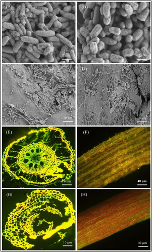 Figure 6. Microscopic images showing the morphology and colonization of selected K. radicincitans (BA1) and S. maltophilia (COA2) strains in the sugarcane plant. (A-B) Scanning electron micrographs (SEM) showing rod-shaped morphology of BA1 and COA2 strains, (C-D) SEM showing BA1 and COA2 strains colonization in sugarcane root. (E-F) Confocal laser scanning micrographs (CLSM) showing inoculated GFP tagged BA1 strain colonization as a green dot in root and stem tissues of the sugarcane plant, and (G-H) CLSM showing inoculated GFP tagged COA2 strain colonization as green dots in root and stem tissues of the sugarcane plant.