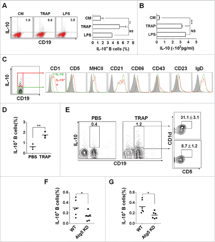 Figure 1. TRAPs induce IL-10-producing B cell differentiation in vitro and in vivo. (A) Frequencies of IL-10-producing B cells determined by flow cytometry. Splenocytes were incubated with TRAPs (3 μg/mL) or LPS (10 μg/mL) for 72 h. PIM stimulation was performed for 5 h before IL-10 staining. (B) ELISA determinations of IL-10 secretion in culture supernatants were also shown. (C) Phenotypic analysis of IL-10+ (red line) or IL-10− (green line) B cells from TRAP-treated B cell cultures for 72 h by flow cytometry. Gray shaded histograms indicate the isotype staining. (D and E) Mice were i.v. injected with TRAPs (30 μg per mouse) three times with 1 d of intervals and frequencies of splenic IL-10+ B cells were determined 4 d after last treatment (n = 3; as shown in D), CD1d and CD5 expression was assessed by flow cytometry as previously shown. Representative contour plot showing CD1d and CD5 expression on IL-10+ and IL-10− B cells, as shown in E. (F and G), Mice bearing established Atg5 KD 4T1 tumor or control 4T1 tumor were sacrificed (n = 6) when solid tumor volumes reached approximately 150 mm2, and the frequency of IL-10+ B cells in the tumor tissue (as shown in F) and the draining lymph node (as shown in G) was detected. Data (mean ± s.e.m) are representative of three independent experiments. NS: p > 0.05, * p < 0.05, ** p < 0.01, *** p < 0.001 by unpaired t-test (A, B, D, F and G).