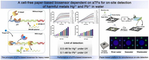 Figure 9. Schematic diagram of a cell-free paper-based biosensor for on-site detection of heavy metals Hg2+ and Pb2+ in water based on aTfs. Reprinted from [Citation154] with permission from Elsevier.