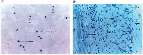 Figure 6. Microscopy images from cytological smear (A) and histological slide (B) showing intact and degranulated mast cell. IMC, intact mast cell; DMC, degranulated mast cell.