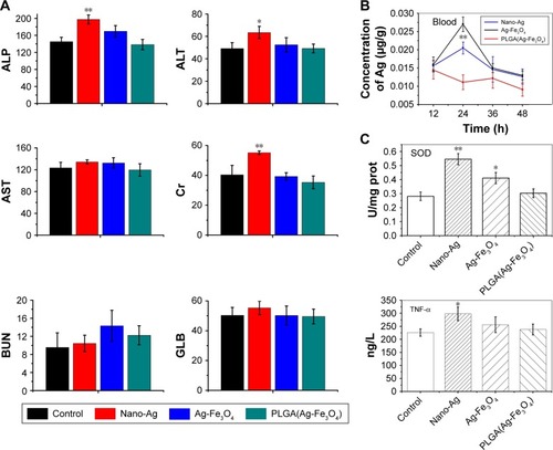 Figure 4 (A) Parameters of serum biochemistry profiles after administration of PLGA(Ag-Fe3O4) for 3 days. (B) The concentration of Ag in blood after treatment with nano-Ag and Ag-Fe3O4. Error bars represent standard error (n=5). (C) The degree of inflammation factors, including SOD and TNF-α in different samples-treated group. *P<0.05, **P<0.01.Abbreviations: ALP, alkaline phosphatase; AST, aspartate aminotransferase; BUN, blood urea nitrogen; ALT, alanine aminotransferase; Cr, creatinine; GLB, globulin; PLGA, poly (D, L-lactic-co-glycolic acid); SOD, superoxide dismutase; TNF-α, tumor necrosis factor-α.