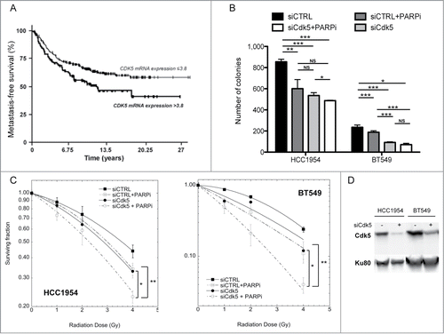 Figure 7. Survival of patients with breast tumors and breast cancer lines depending on Cdk5 expression profile. (A) MFS curves for breast tumor patients with high (NCdk5 > 3.8) and low (NCdk5 ≤ 3.8) tumor expression levels of Cdk5 mRNA. The mean patient follow-up was 9.5 years (range 5 months to 33 years) and 169 patients in the cohort developed metastases. (B) Survival of HCC1954 and BT549 breast tumor cell lines. Cells were transfected either with a siRNA control or a siRNA directed against Cdk5 expression. 72 h later they were plated and left to attach for 4 h before treatment with or without the PARP inhibitor ABT888 (10 μM). 24 h after treatment cell culture medium was changed and colonies grown for 8 days and counted. Data are the mean numbers of colonies counted ± SD from 2 independent experiments each in triplicate (*P < 0.05; **P < 0.01; ***P < 0.001, unpaired t-test). (C) Clonogenic cell survival of HCC1954 (left panel) and BT549 (right panel) breast tumor cells depending on Cdk5 expression after increasing doses of gamma-irradiation in the presence or not of a PARP inhibitor. Cells were transfected with either a control or Cdk5 siRNA as in panel (B) and then the PARP inhibitor ABT888 (10 μM) added 1 h prior to radiation. 24 h after treatment cell culture medium was changed and colonies grown for 8 days and counted. Data are the mean survivals of 2 independent experiments each in triplicate (*P < 0.05; **P < 0.01, unpaired t-test). (D) Representative western blot of breast cancer cell lines after transfection with siRNA control or Cdk5.