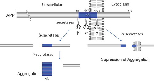 Figure 3. β- and β-secretase cleavages of APP promote aggregation of Aβ, whereas α-secretase cleavage suppresses it. The blue columns indicate amyloid-beta (Aβ).