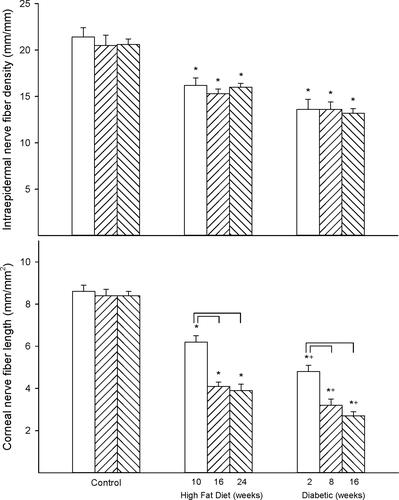 Figure 2 Effect of duration of obesity or type 2 diabetes on intraepidermal nerve fiber density and corneal nerve fiber length. Intraepidermal nerve fiber density (top) and corneal nerve fiber length (bottom) were examined as described in the 'Methods' section after 22 (open bars), 28 (left hatch bars) or 36 (right hatch bars) weeks of age in Sprague Dawley rats fed a normal diet or in rats fed a high-fat diet at 12 weeks of age for 10 (open bars), 16 (left hatch bars) or 24 (right hatch bars) weeks or in type 2 diabetic rats that were treated with a low dose of streptozotocin after 8 weeks of a high-fat diet and 2 (open bars), 8 (left hatch bars) or 16 (right hatch bars) weeks of hyperglycemia. Data are presented as the mean ± SEM. in fibers/mm for intraepidermal nerve fibers and mm/mm2 for corneal nerve fiber length. The number of rats in each group was 12. *p < 0.05 compared to control rats; +p < 0.05 compared to high-fat diet-fed rats; brackets indicate significance (p < 0.05) compared to early time point for that condition.