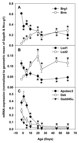 Figure 9. Real-Time PCR validation of RNA-seq data of ontogenic mRNA expression of epigenetic factors in livers of male C57BL/6 mice. Total RNAs from livers of male C57BL/6 mice of ages of Day 2, 1, 5, 10, 20, 25, 45, and 60 were used for Real-time PCR validation. n = 3, mean ± SE. Y-axis represents mRNAs calculated by the comparative CT method, which determines the amount of target normalized to the geometric mean of Gapdh and Ncu-g1. * p < 0.05 vs. Day 2.