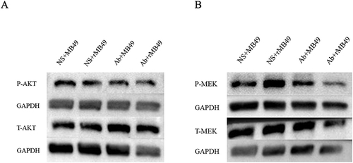 Figure 5 Decline in protein levels of PI3K/AKT and MEK/ERK signal transduction pathways. (A) Phosphorylated AKT protein expression decreased in group 4; (B) phosphorylated MEK protein expression decreased in group 4.