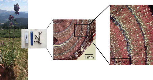 Figure 1. Excavated P. whippleanus in its common habitat at PMR, along with an example of the semi-ring porous root anatomy observed after staining a root section, visualized at 40× and 100× magnification, respectively. Features delineating the start of a new growth ring are shown: specifically, an earlywood parenchyma band stained blue followed by large earlywood vessels.