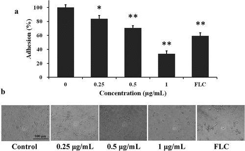 Figure 2. MPD decreases the adhesion of C. albicans. The XTT reduction assay (a) and microscopy (b) were used to detect the inhibitory effect of MPD on the adhesion of C. albicans. The bar in (b) indicates 100 µm. Results in (a) are shown as means ± SDs.