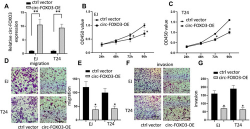Figure 2 Overexpression of circ-FOXO3 attenuated cell growth, migration, and invasion of bladder cancer cells. (A) The expression levels of circ-FOXO3 in bladder cancer cell lines EJ and T24 after the transfection of circ-FOXO3 expression vectors. (B and C) Cell proliferation levels of both EJ and T24 after the transfection of circ-FOXO3 expression vectors which is measured by CCK8 assay. (D and E) Cell migration assay of both EJ and T24 after the transfection of circ-FOXO3 expression vectors (scale bar: 200 μm). (F and G) Cell invasion assay of both EJ and T24 after the transfection of circ-FOXO3 expression vectors (scale bar: 200 μm). *P<0.05 compared with the control group, **P<0.01 compared with the control group.