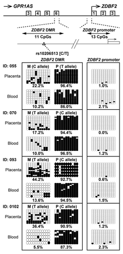 Figure 7. Bisulfite sequencing of ZDBF2 DMR and ZDBF2 promoter in human placenta and umbilical blood samples. Calculated methylation levels are shown below the graphs. Heterozygous SNP rs10206513 was used to distinguish between maternal and paternal alleles in human samples (all cases were tested in Figure 3).