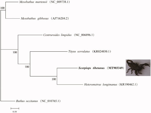 Figure 1. Neighbor-Joining phylogenetic tree analysis for Scorpiops tibetanus and six closely related species.