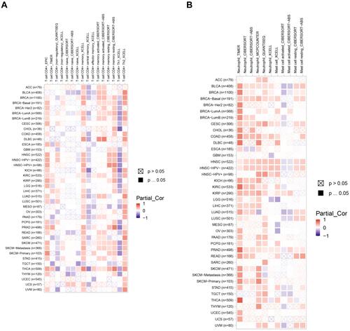 Figure 7 ARNTL2 expression correlates with activated CD4 memory T cell and neutrophil infiltration in multiple cancer types. (A) Heatmap showed the association between ARNTL2 expression and activated CD4 memory T cell infiltration in multiple tumor types. (B) Heatmap showed the association between ARNTL2 expression and Neutrophil and Mast cell infiltration in multiple cancer types. The row name represents the abbreviation and the sample number of 32 cancer types, the column name represents the method used to calculate the infiltration levels of immune cells.