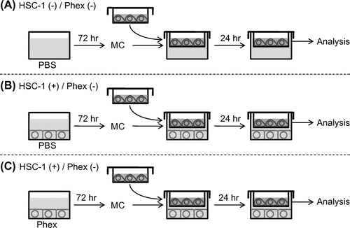 Fig. 1. Experimental design of the in vitro solar lentigines (SL) model.