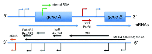 Figure 3. Summary of demonstrated asRNA and sRNA functions in cyanobacteria. TSS driving the transcription of annotated genes (gTSS, blue), putative sRNAs (nTSS, red), and asRNAs (aTSS, black), together with intragenic TSS sequences (iTSS, green) are visualized by the bent arrows. Details of the TSS numbers and classification mapped in dRNA-seq studies in different cyanobacteria are summarized in Table 2. The sRNAs with an at least partially characterized function (symbolized by straight arrows in dark red) are PsrR1 and Yfr1. These are specific trans-acting regulators of gene expression but there are also hundreds of additional sRNAs awaiting more detailed characterization (light red arrows). Relatively short intragenically located asRNAs can act as repressors of gene expression, illustrated by IsrR and As1_flv4 in Synechocystis 6803 (black arrows).Citation61,Citation65 Another type of antisense repressor is represented by α-furA, which in Anabaena 7120 controls the expression of the furA gene. This 2.2 kb-long asRNA originates by read-through from the downstream located gene alr1690.Citation76-Citation78 Longer and shorter asRNAs may also support a high level of gene expression as speculated for the asRNA CfrI of cyanophage S-PM2,Citation72 infecting marine Synechococcus, demonstrated for PsbA2R and PsbA3R in Synechocystis 6803Citation66 or, in the form of several kb long asRNAs in Prochlorococcus MED4, may even protect mRNAs from the RNase E activity enhanced upon infection by the cyanophage P-SSP7.Citation75 Last but not least, there are myriads of intragenic transcripts (green) and asRNAs (gray) whose functions are still entirely unknown.