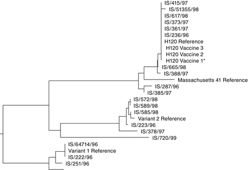 Figure 2. Phylogenetic tree showing partial (Beaudette GenBank accession number NP 04083 amino acid position 48 [nucleotide 144] to 219 [nucleotide 657]) S1 gene inter-relationships between IBV field isolates from Israel, selected reference strains and commercial H120 vaccines. * H120 Vaccine 1 used for immunization in the vaccination-challenge of immunity trial (Table 7).